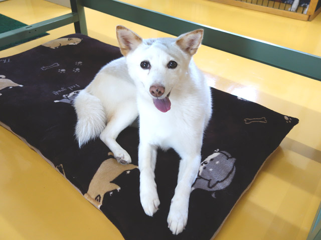 お腹いたいいたい