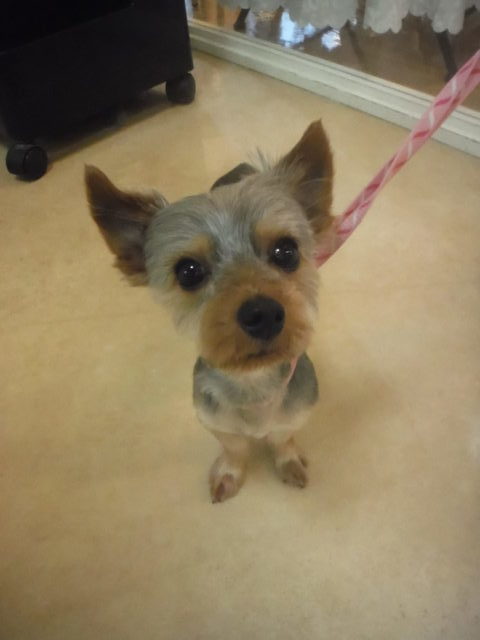 トリミングでは『練習』することも大切です！