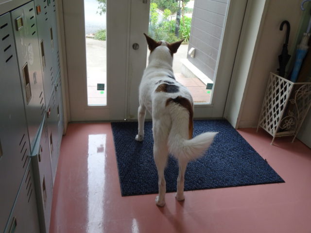 おなかの調子が悪いんです