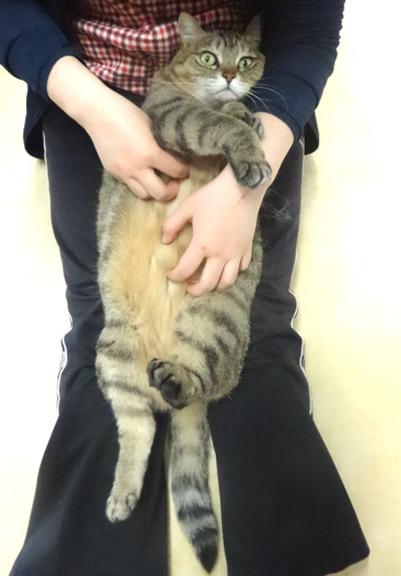 いじくりにゃんこ