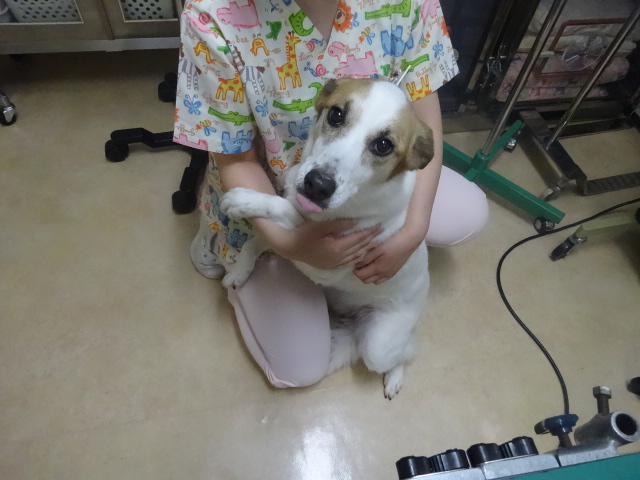 何をするのかな