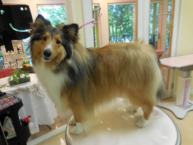 暑くなってきましたね！