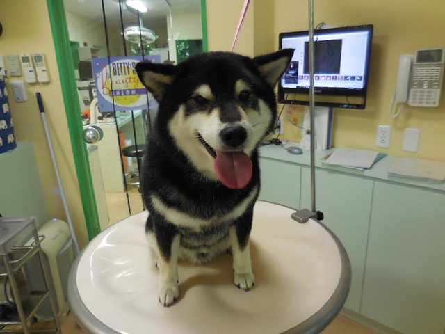 犬も猫も！！毛が抜ける～！