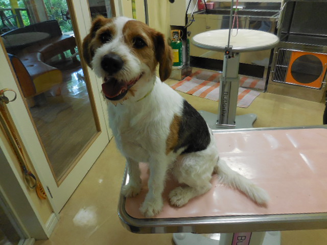 サッパリカット！！