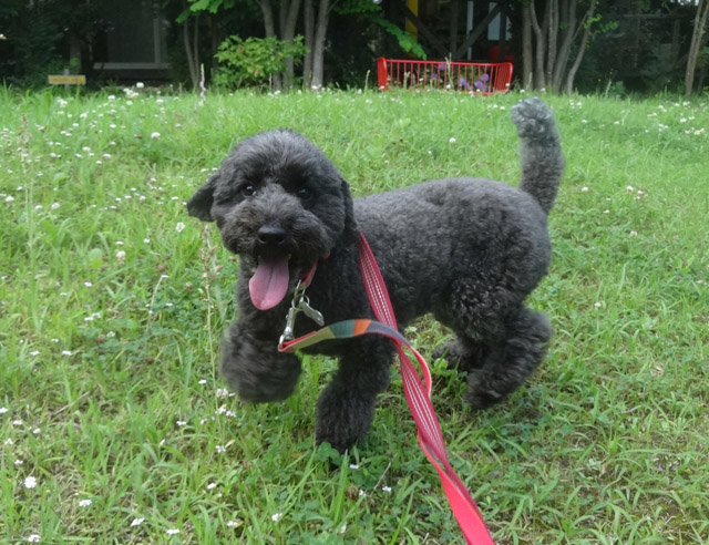 うんちと吐き気と子猫の５日目