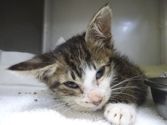 12日目の子猫ちゃんとシロちゃん