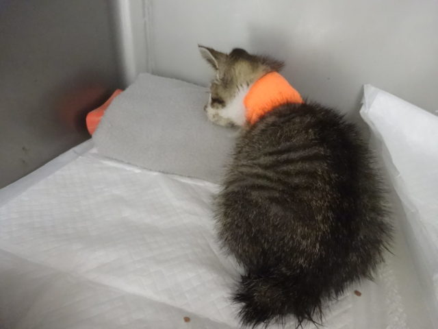 今日の子猫ちゃん