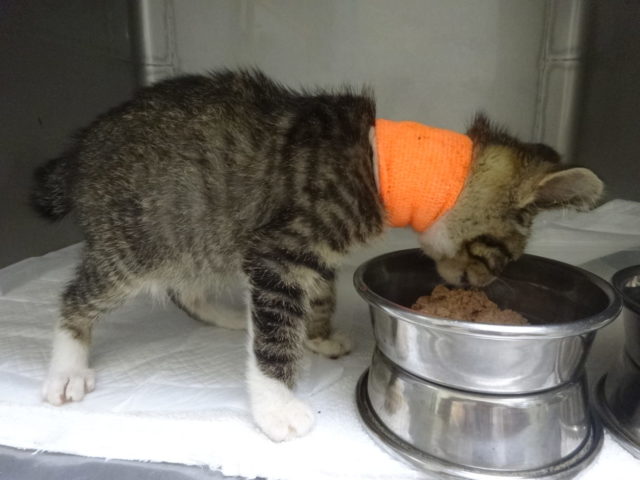 休診日の子猫ちゃん