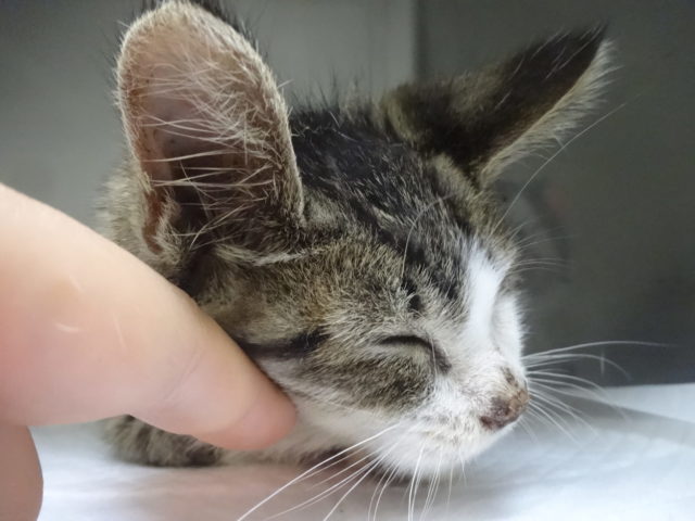 子猫ちゃん！元気が戻ってきました♡