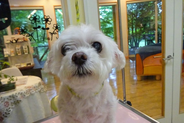 10日ぶりの薬浴