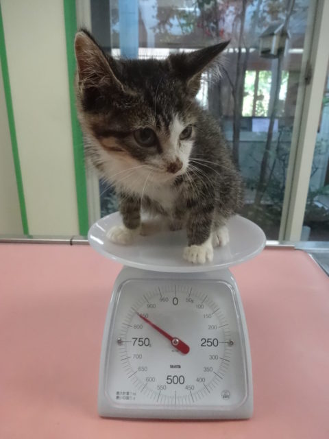 歯磨きの話と今日の子猫ちゃん