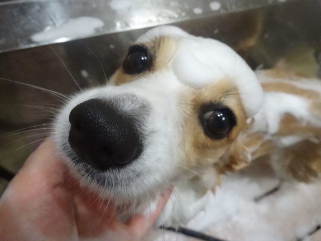 シャンプーしてスッキリ！＆子猫ちゃん探検する！