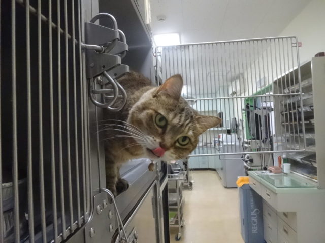 ご飯大好き「おきくちゃんと子猫ちゃん」