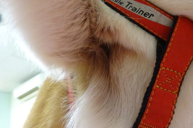 トリミングの子♪