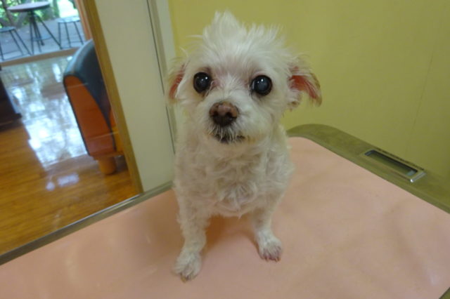 トリミング♪皮膚とケアの大切さ