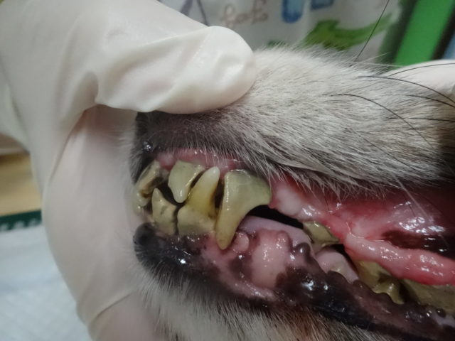 歯石がびっしり､､､！