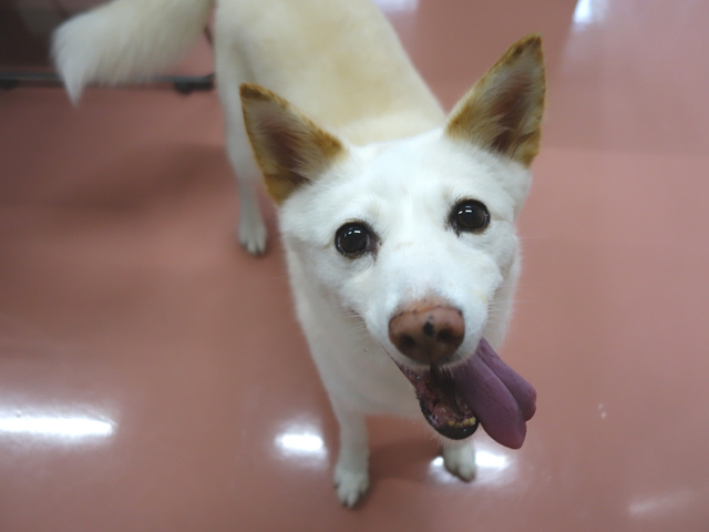 ハイテンション