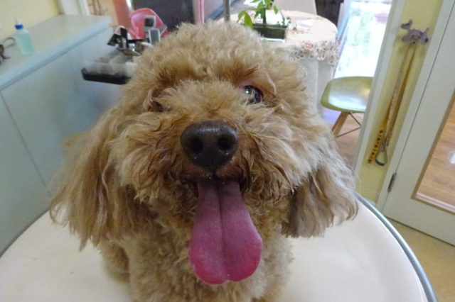 うっとりコース(*^_^*)