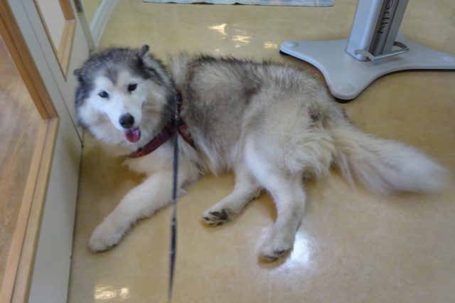 シャンプーってやっぱりすごい！！