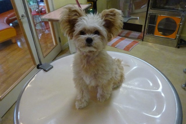 カットの大切さ