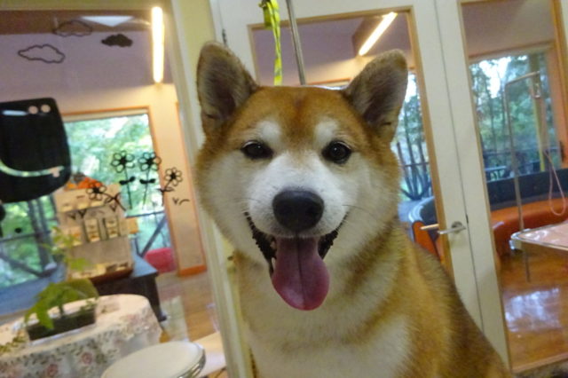 この時期特に注意！と薬用シャンプー