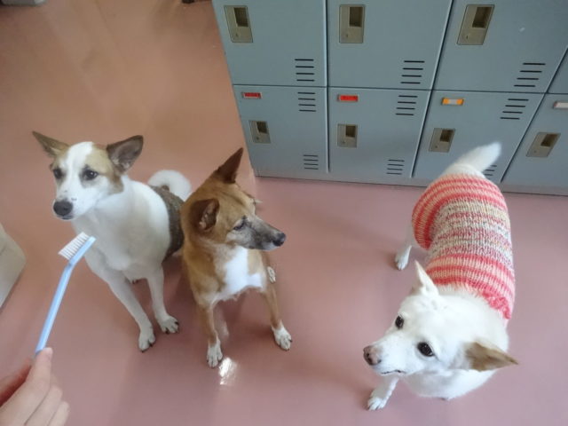 歯みがきゴシゴシ