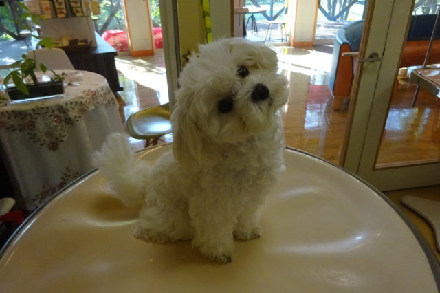 トリミング♪チャームポイントはなんですか？