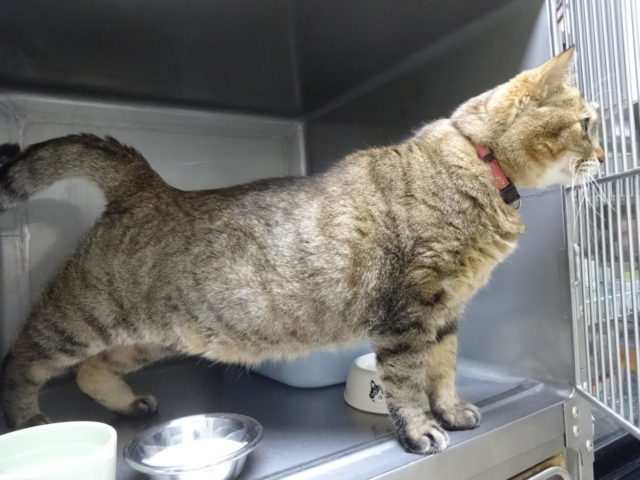 歯みがきチャレンジ！