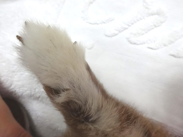 肉球がない！！