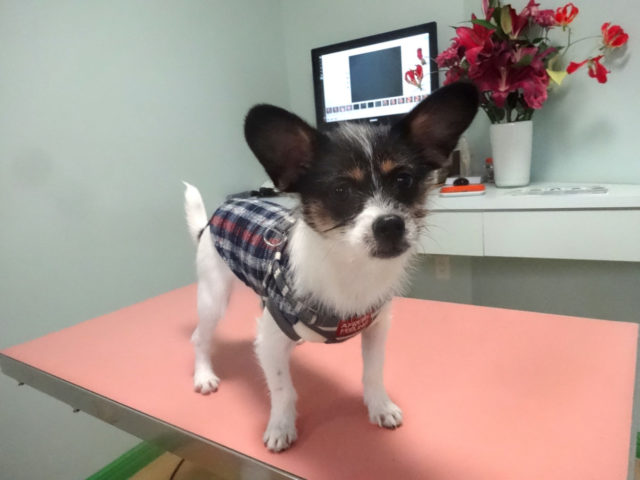 クイズと歯みがきチャレンジ！