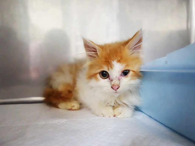 ふわふわちゃん