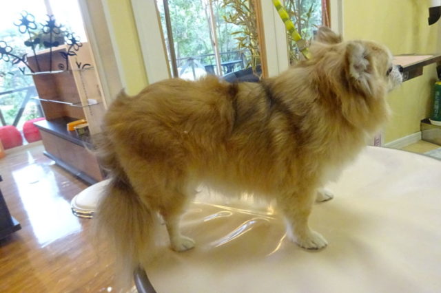 トリミング！少しのカットで変わります♪