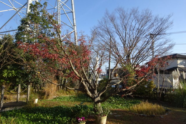 トリミング・お腹を見せる、毛が抜ける！