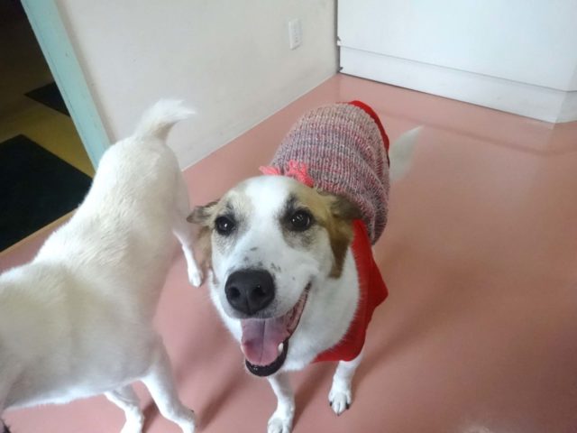 レスキュー隊出動！