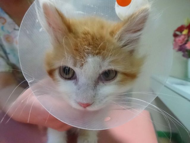 初エリザベスカラー！