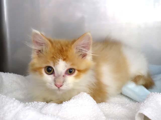 こねこねこのこ