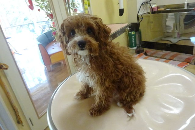 ５ヶ月になったこむぎちゃん♪