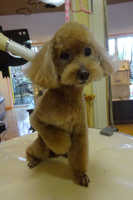 癖、耳、うっとりコース、歯みがき♪