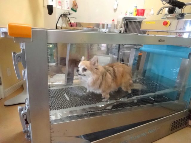 水中トレーニング！