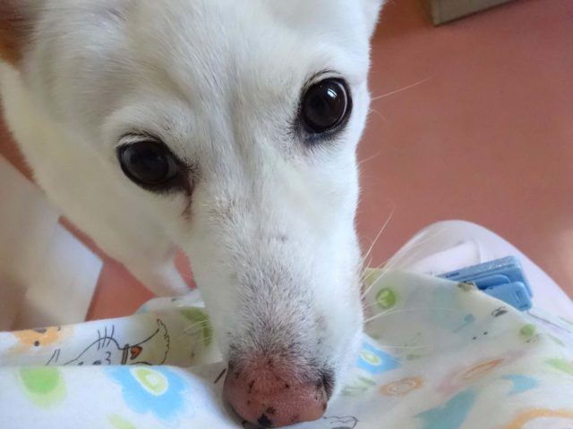 おやつ禁止の日々、、