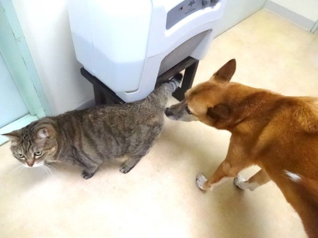 久しぶりのごあいさつ