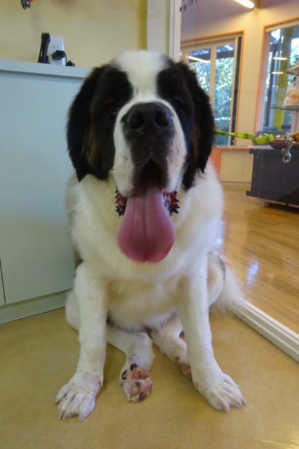 大きい！！珍しい！！いい子！！