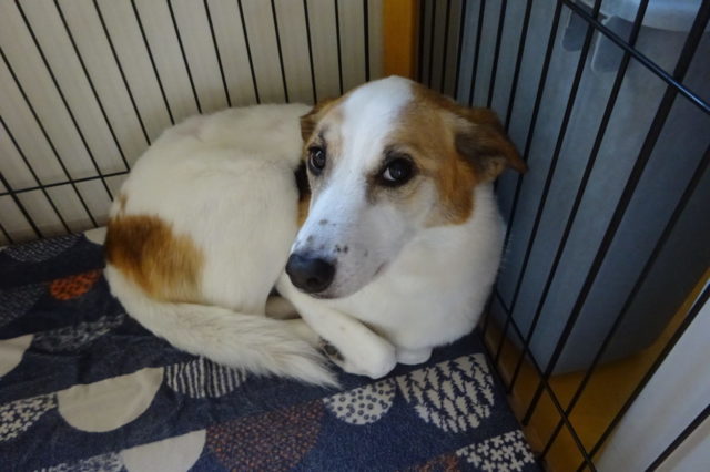 病院犬ルーサー☆