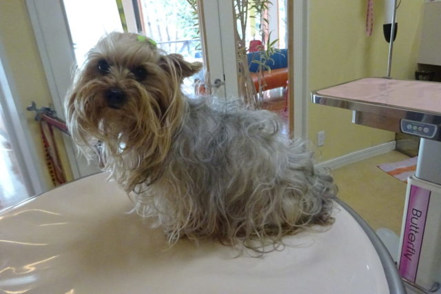 オプションの『うっとりコース』三昧な一日