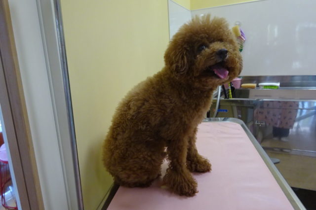 休診日に実験！