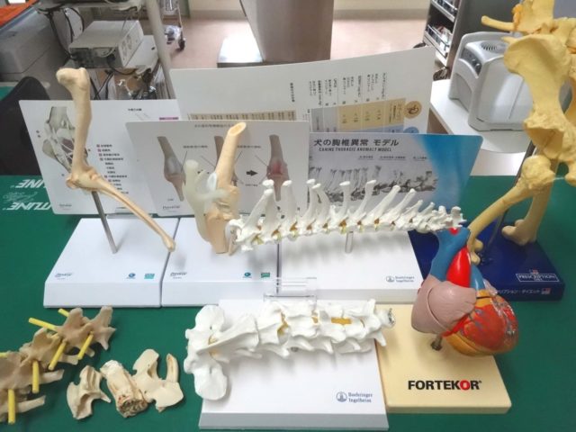 たくさんの骨たち