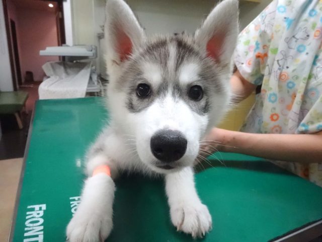 大きいおてて