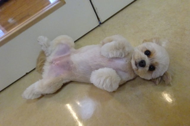 『可愛い』のわかってるね☆