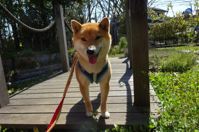 いいお天気が続く～（*^_^*）