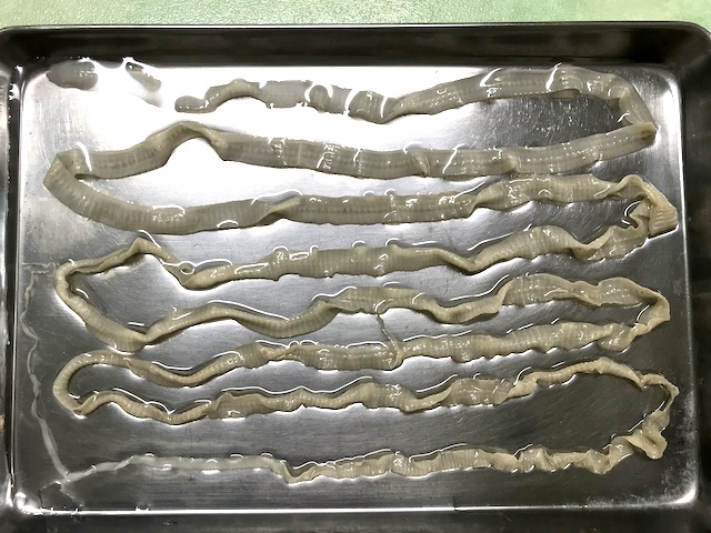 魚の条虫感染を防ぐにはどうすればよいでしょうか?